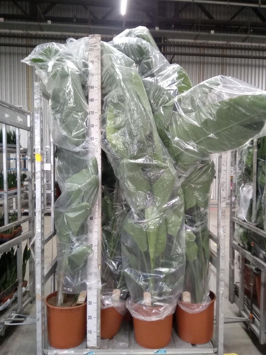 <h4>Strelitzia nicolai</h4>