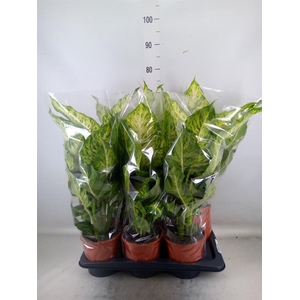 Dieffenbachia  'Mars'