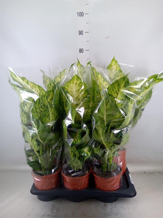 <h4>Dieffenbachia  'Mars'</h4>