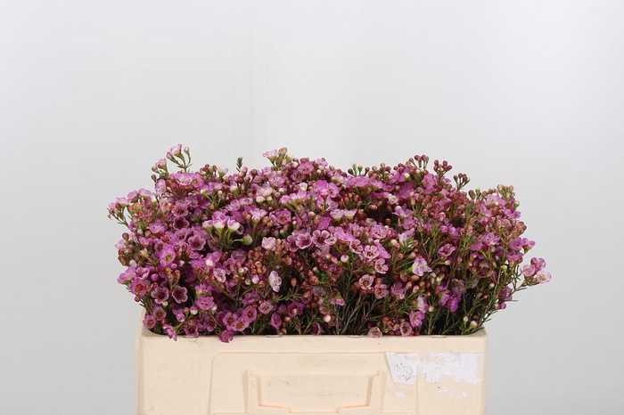 <h4>Chame Me Grand Adi</h4>