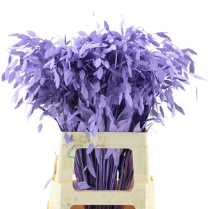 Chasmantium Klb Milka