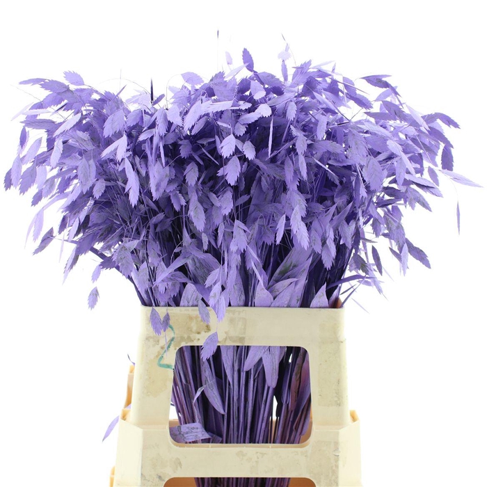 <h4>Chasmantium Klb Milka</h4>