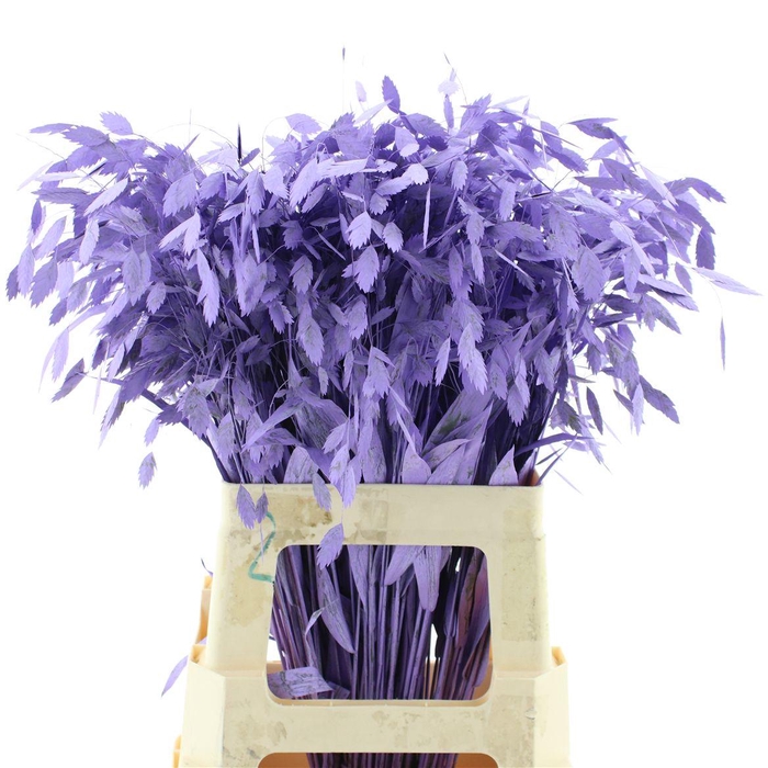 <h4>Chasmantium Klb Milka</h4>