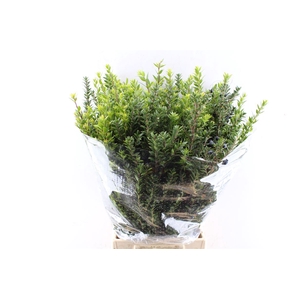Mirthe Tarantino 300 Gram