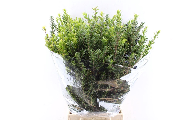 <h4>Mirthe Tarantino 300 Gram</h4>