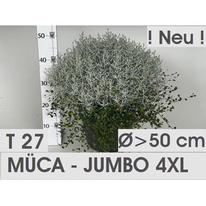 LEUCOPH BROWNII/MUEHLEN P27