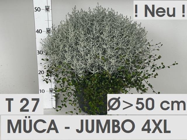 <h4>LEUCOPH BROWNII/MUEHLEN P27</h4>