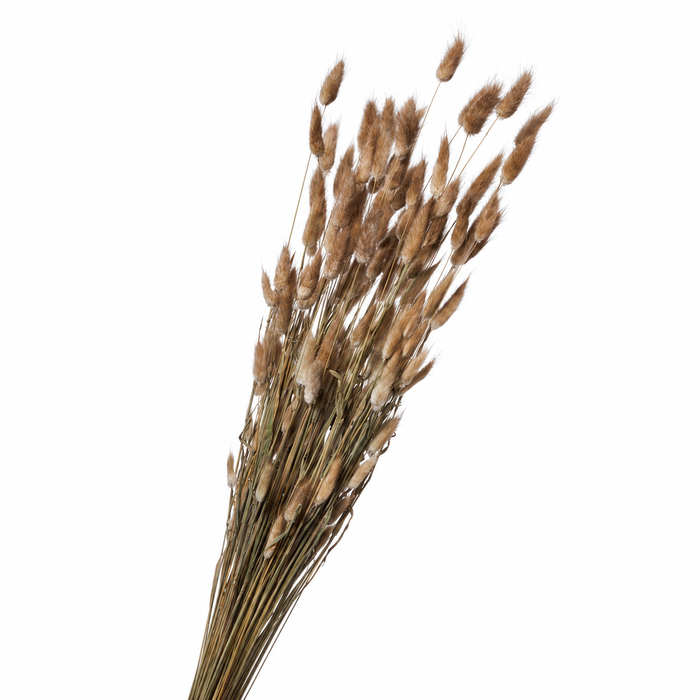 <h4>Dried Lagurus Natural 100gr</h4>