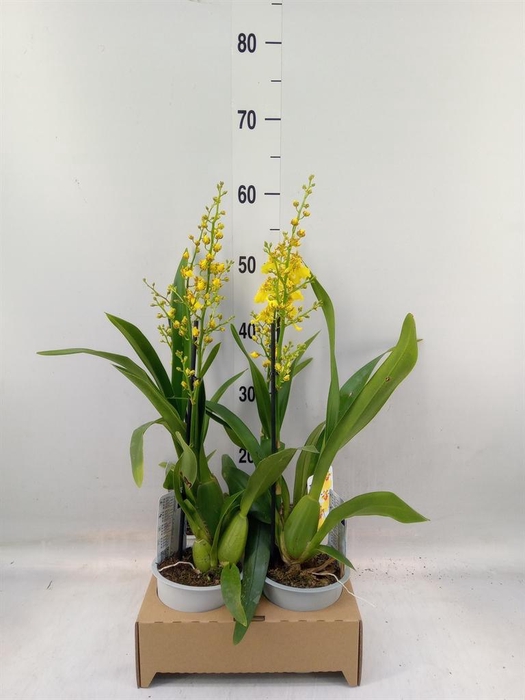 <h4>Oncidium   ...</h4>