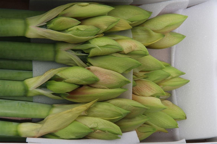 <h4>Hipp Rilona</h4>