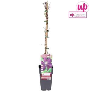 Clematis Rouge Cardinal P15