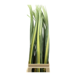 Pandanus 100cm