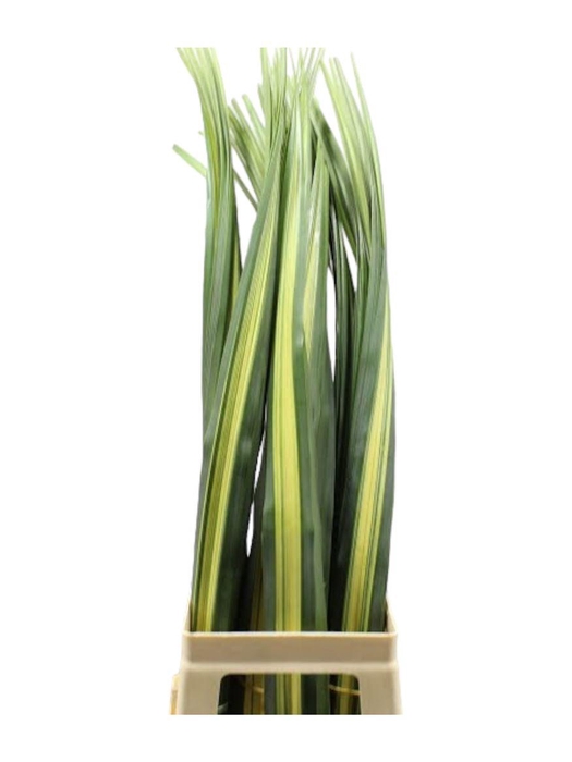<h4>Pandanus 100cm</h4>