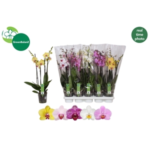 PHAL GEM