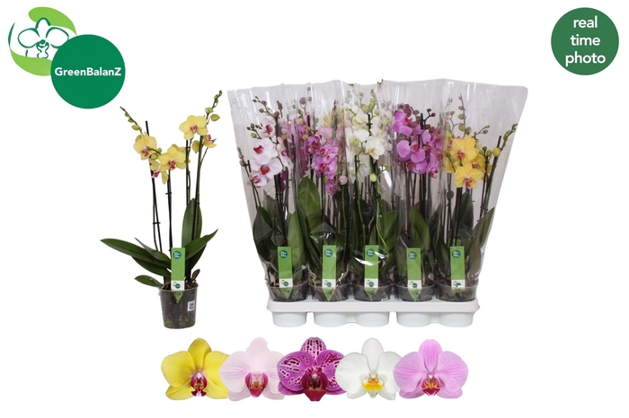 <h4>PHAL GEM 5 KL</h4>