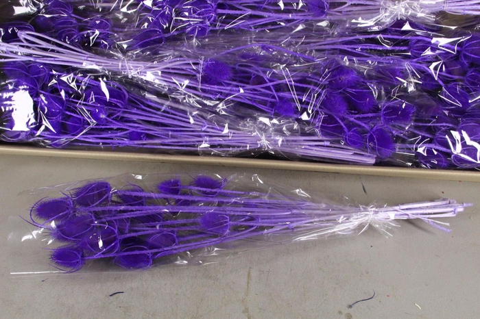 <h4>DF Dipsacus Milka Bs 130g</h4>