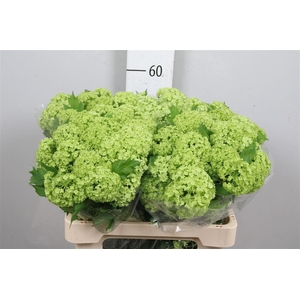 Viburnum Roseum St 4+