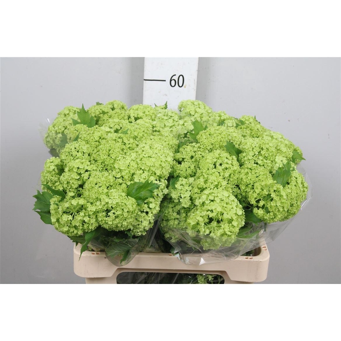 <h4>Viburnum Roseum St 4+</h4>
