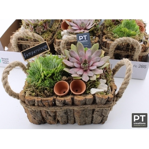 ARR SEMPERVIVUM