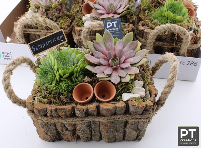 <h4>ARR SEMPERVIVUM</h4>