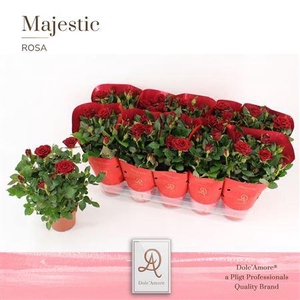 Ro Rood Dolc'Amore Hoes Majestic