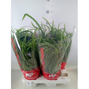 Lepismium bolivianum