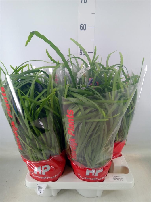 <h4>Lepismium bolivianum</h4>