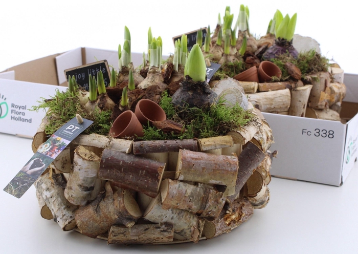 <h4>ARR BOL KNOLGEWAS</h4>