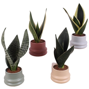 Sansevieria mix Ø09cm in Ø14cm Ceramic CC460