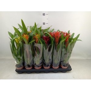Guzmania   ...mix