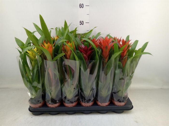 <h4>Guzmania   ...mix</h4>