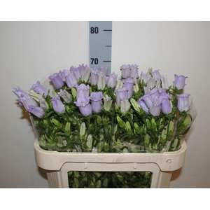 CAMPANULA MEDIUM 'CHAMPION LAVENDE'