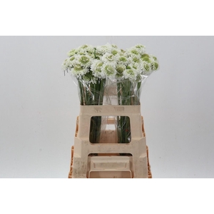 Scab At Coconut Bon Bon Scoop