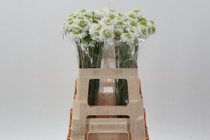 <h4>Scab At Coconut Bon Bon Scoop</h4>