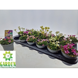 SAXIF KABSC ENGLERIA