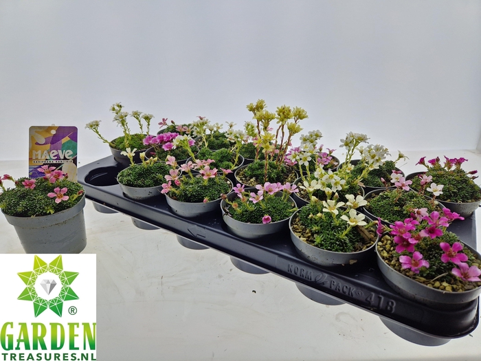 <h4>SAXIF KABSC ENGLERIA</h4>