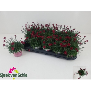 DIAN GRA PIL BER RED