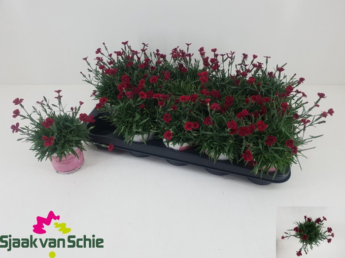 <h4>DIAN GRA PIL BER RED</h4>