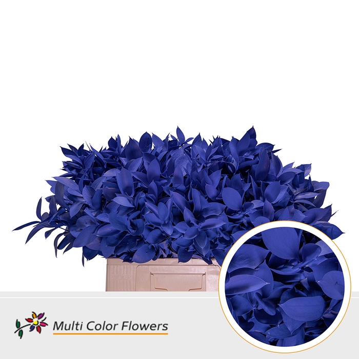 <h4>Ruscus Blauw donker</h4>