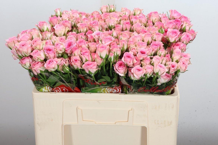 <h4>R Tr Tralala</h4>