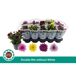 Chrysant Double mix without white