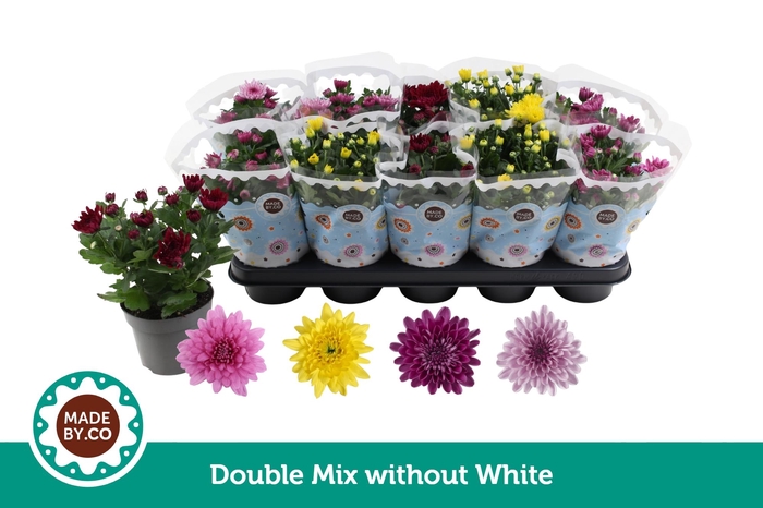 <h4>Chrysant Double mix without white</h4>