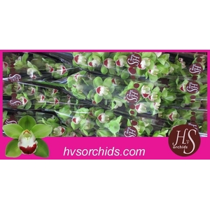 CYMB T TOP SPOT 50 CM