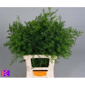 Asparagus densiflorus 'Cwebe'