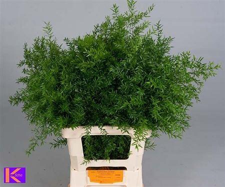 <h4>Asparagus densiflorus 'Cwebe'</h4>