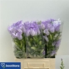 Campanula Cham Lavender