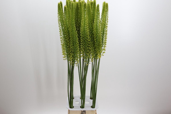 <h4>Eremurus Yellow Cleopatra</h4>