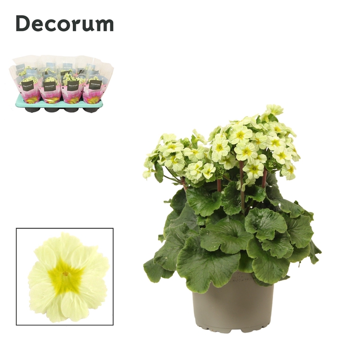 <h4>Primula 'Primuse' Lime | Decorum</h4>