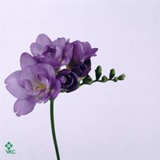 <h4>Fr Du Blue Bayou</h4>