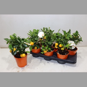 Citr Microcarpa
